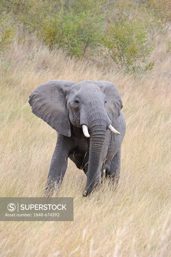 African bush elephant (Loxodonta africana), adolescent male, bull, menacing, Maasai Mara National Reserve, Kenya, East Africa, Africa