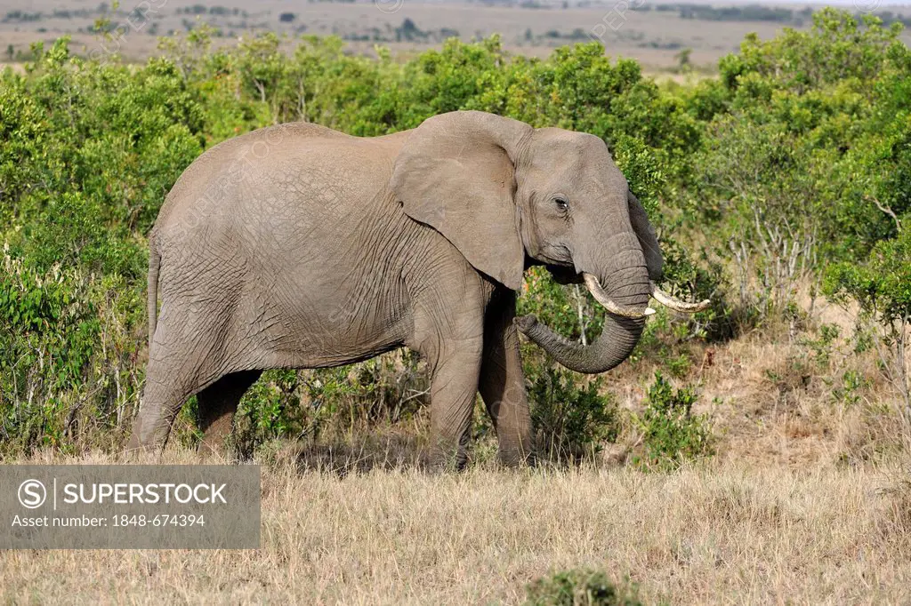 African bush elephant (Loxodonta africana), adolescent male, bull, landscape of the Maasai Mara National Reserve, Kenya, East Africa, Africa