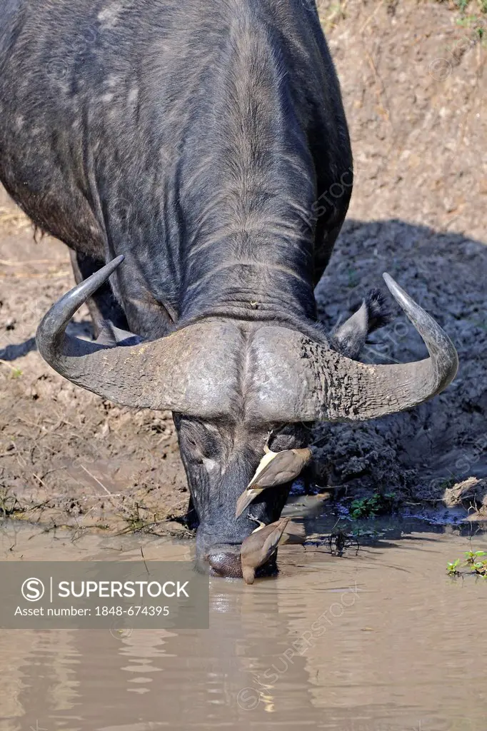 Cape buffalo, African buffalo (Syncerus caffer) drinking from a river, with a Yellow-billed oxpecker (Buphagus africanus), Maasai Mara National Reserv...