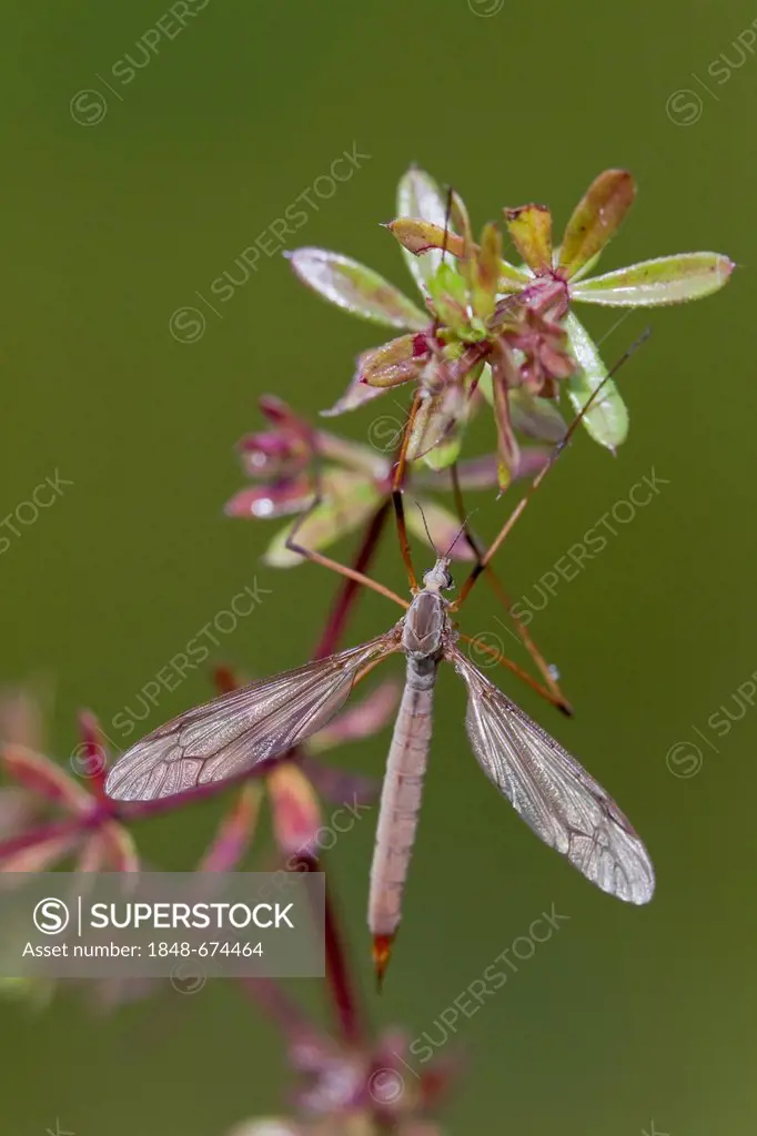 Crane fly (Tipulidae), Vulkaneifel, Rhineland-Palatinate, Germany, Europe