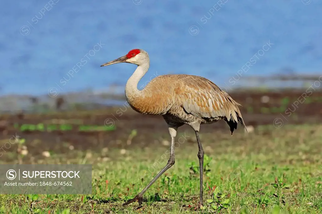 Florida Sandhill Crane (Grus canadensis pratensis), Myakka River State Park, Florida, USA