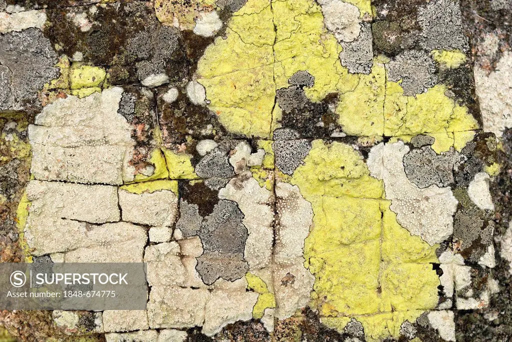 Several lichen on granite rock, Magnetic Island, Queensland, Australia