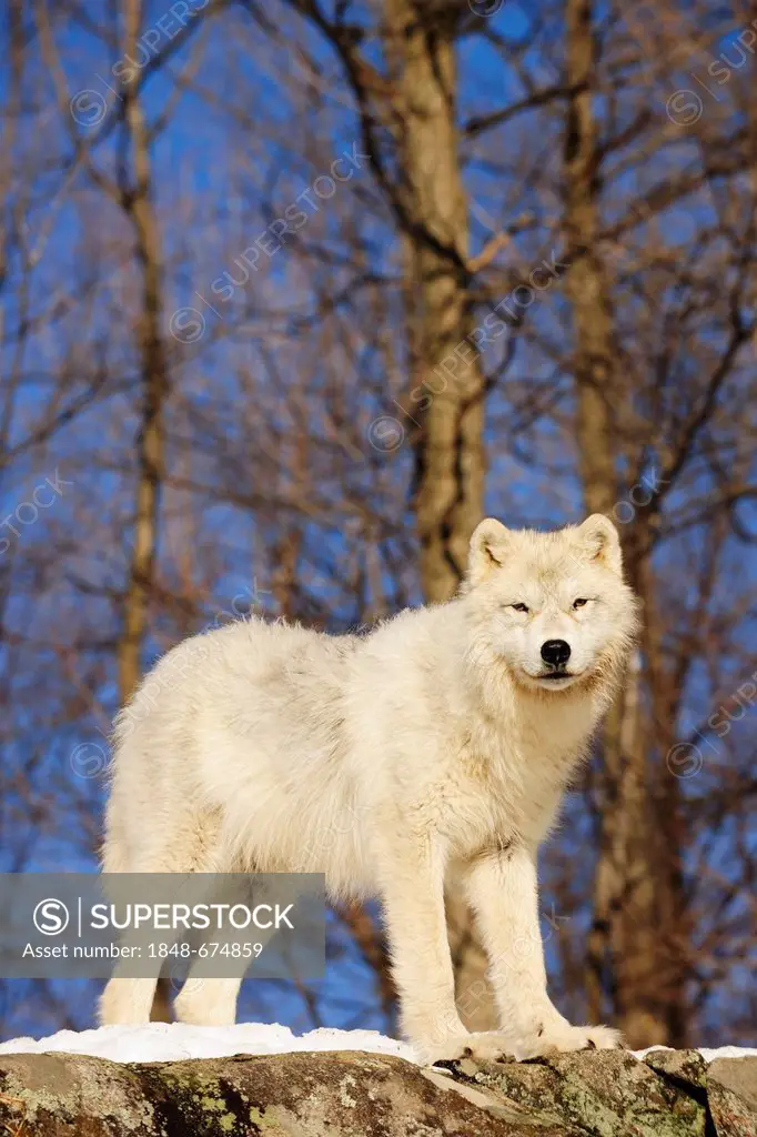 Arctic Wolf, Polar Wolf or White Wolf (Canis lupus arctos) standing on snow-covered rocks, Canada