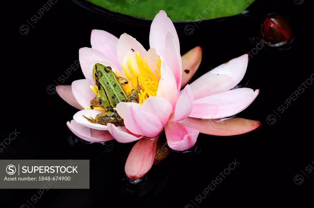 Pool frog (Rana lessonae) sitting in a water lily (Nymphaea), Selegermoor bog, Zurich, Switzerland, Europe