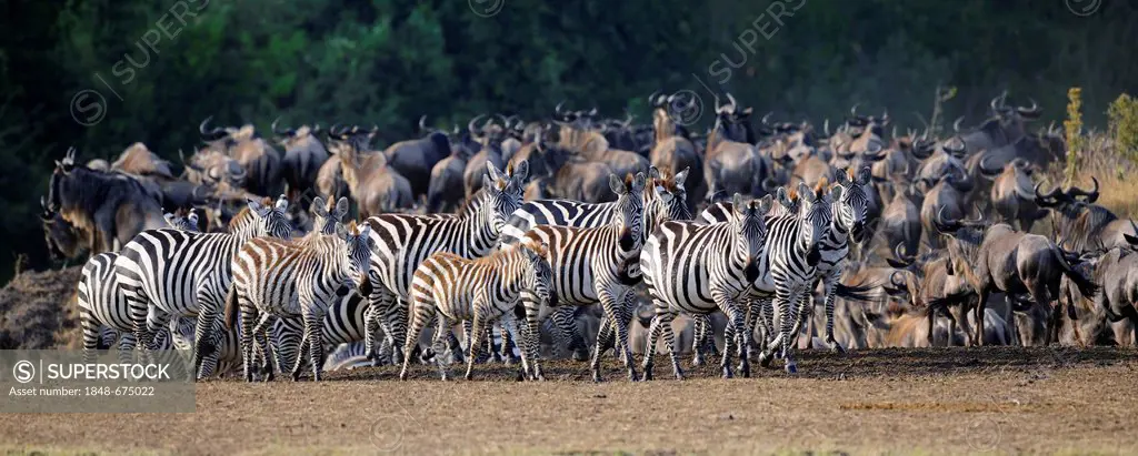 Burchell's zebras, plains zebras (Equus quagga) and Blue wildebeests (Connochaetes taurinus), Maasai Mara National Reserve, Kenya, East Africa, Africa