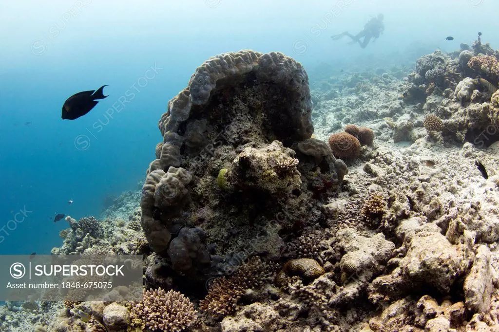 Coral, with diver at back, Irufushi, Noonu Atoll, Maldives, Indian Ocean