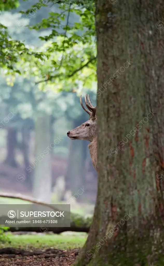 Red deer (Cervus elaphus), Wildpark Daun wildlife park, Rhineland-Palatinate, Germany, Europe