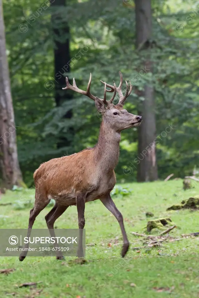 Red deer (Cervus elaphus), Wildpark Daun wildlife park, Rhineland-Palatinate, Germany, Europe