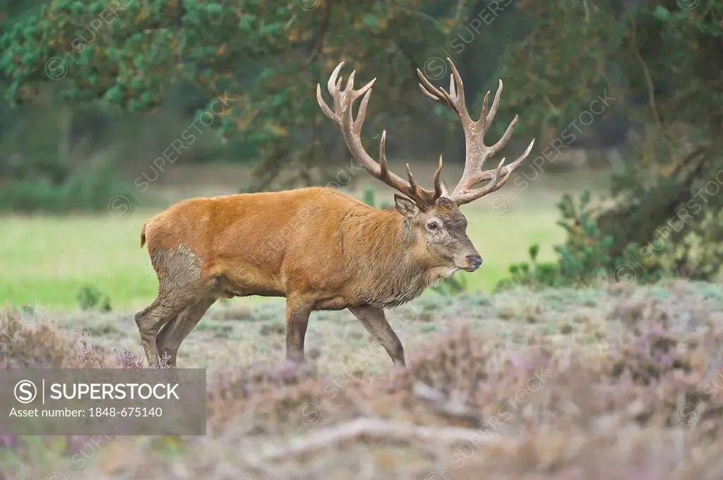 Red Deer (Cervus elaphus), stag, Netherlands, Europe