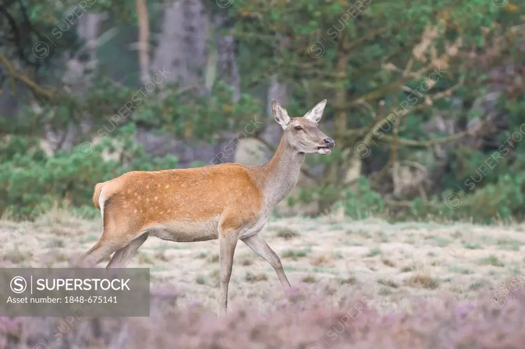 Red Deer (Cervus elaphus), hind, Netherlands, Europe