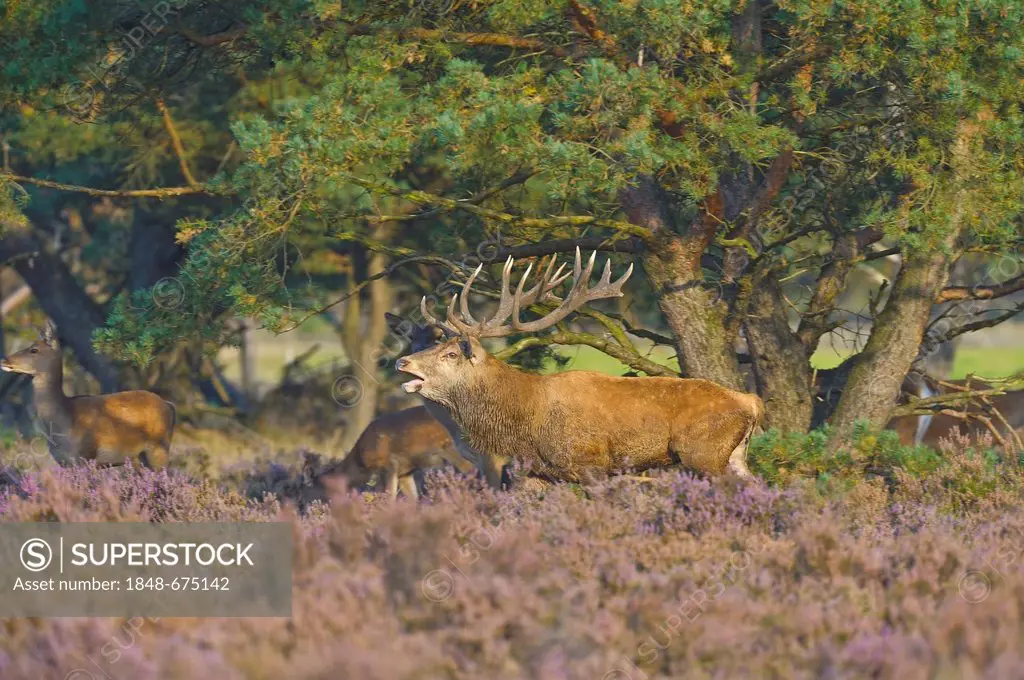 Roaring Red Deer (Cervus elaphus), stag and hinds, Netherlands, Europe