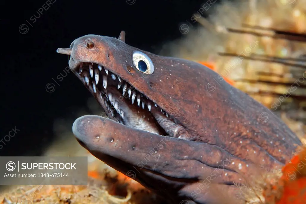 Dotted moray or Moray Eel (Muraena augusti) looking out of its hideout, Madeira, Portugal, Europe, Atlantic, Ocean