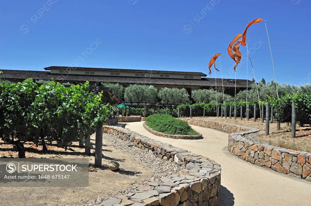 Vineyards of Robert Mondavi Winery, Napa Valley, California, USA
