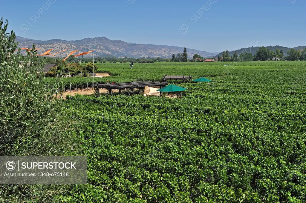 Vineyards of Robert Mondavi Winery, Napa Valley, California, USA
