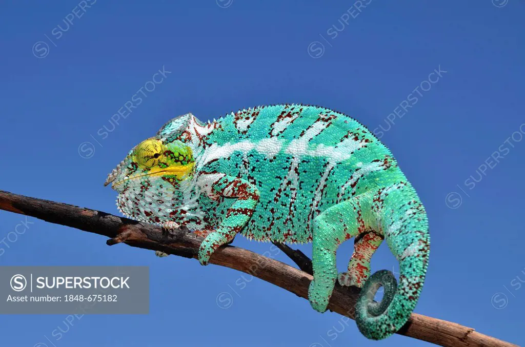 Panther Chameleon (Furcifer pardalis) on the island of Nosy Faly in northwestern Madagascar, Africa