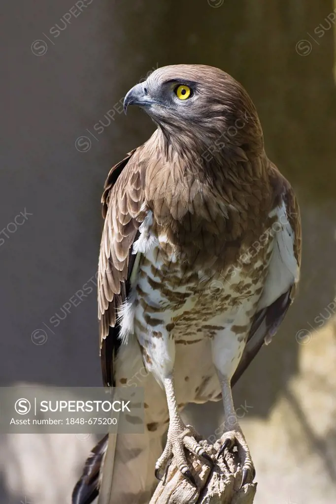 Short-toed Snake Eagle or Short-toed Eagle (Circaetus gallicus), Southern France, France, Europe