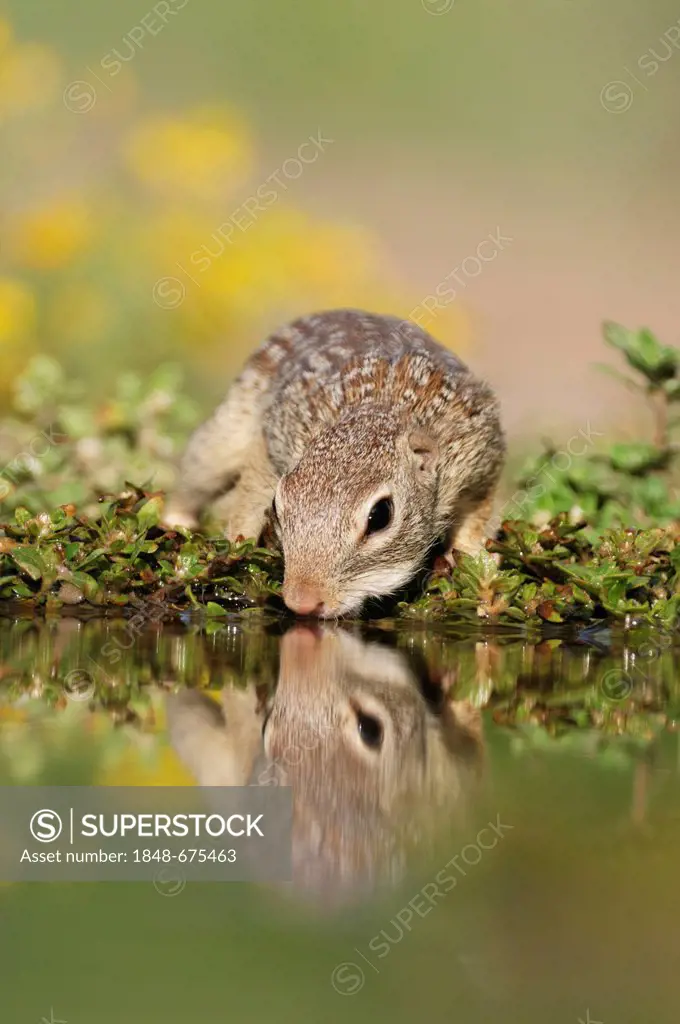Mexican Ground Squirrel (Spermophilus mexicanus), adult drinking, Laredo, Webb County, South Texas, USA, America