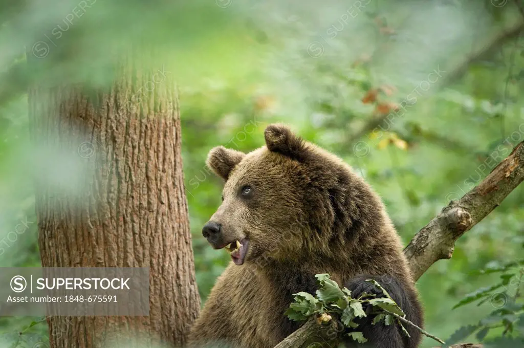 Brown bear (Ursus arctos) in a tree, Wildpark Knuell game park, North Hesse, Hesse, Germany, Europe