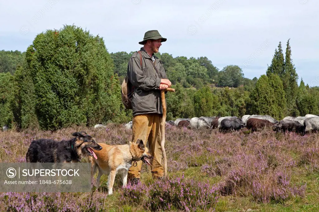 Shepherd with sheep dogs and a flock of Heidschnucke moorland sheep in Steingrund near Wilsede, Lueneburg Heath, Lower Saxony, Germany, Europe