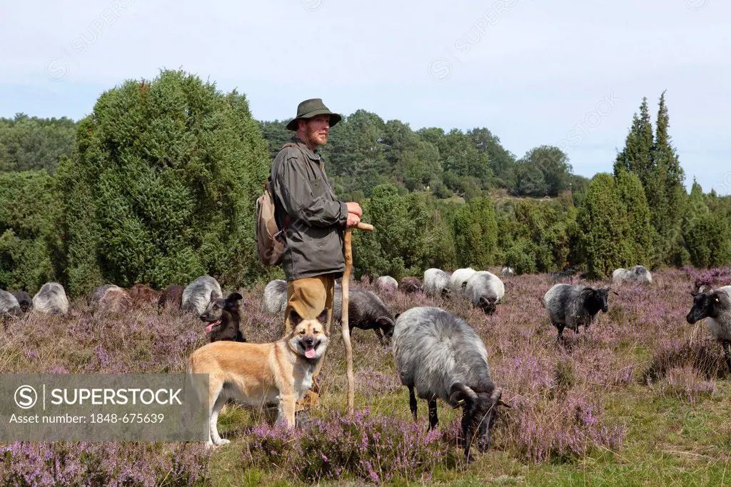 Shepherd with sheep dogs and a flock of Heidschnucke moorland sheep in Steingrund near Wilsede, Lueneburg Heath, Lower Saxony, Germany, Europe