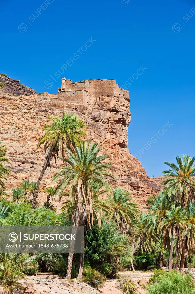 Dry river bed of the Id Aissa with date trees (Phoenix) and the Agadir Aguelluy, a fortified castle on a cliff, Amtoudi, Anti-Atlas mountain range, so...