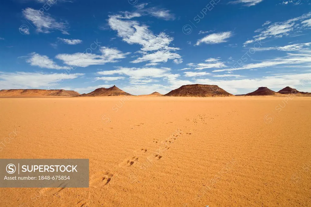 Camel tracks in the Libyan Desert, from a dromedary camel (Camelus dromedarius), Acacus Mountains, Libya, Sahara, Africa