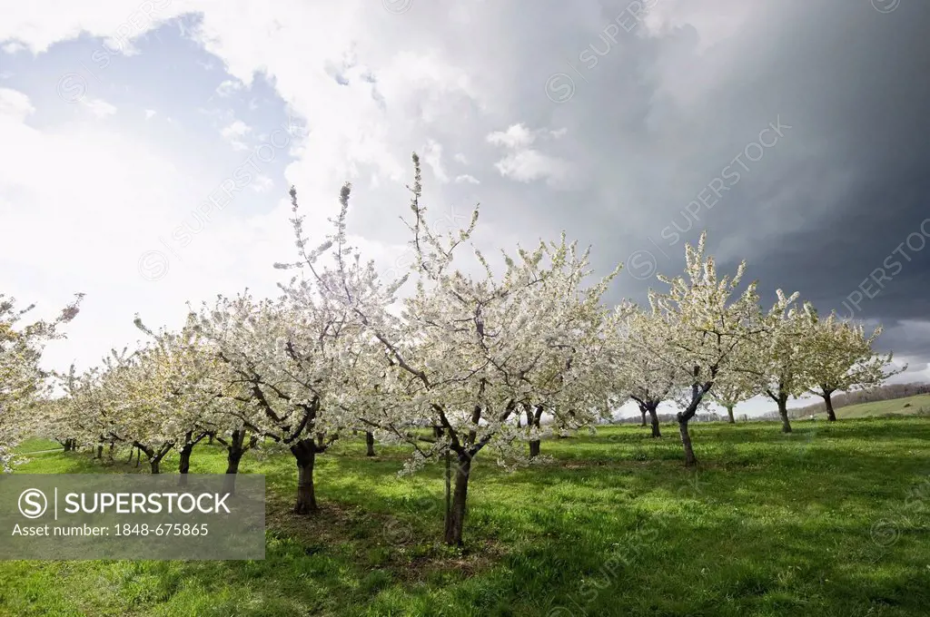 Blossoming cherry trees near Obereggenden, Markgraeflerland region, Black Forest, Baden-Wuerttemberg, Germany, Europe