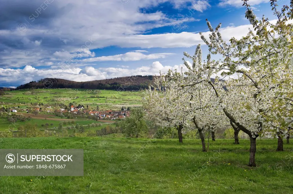 Flowering cherry trees near Obereggenden, Markgraeflerland region, Black Forest, Baden-Wuerttemberg, Germany, Europe