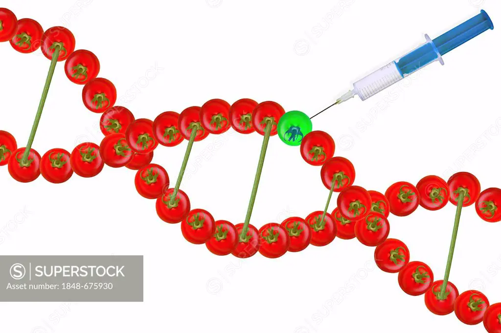 DNA strands from red tomatoes, a green tomato is injected with a syringe