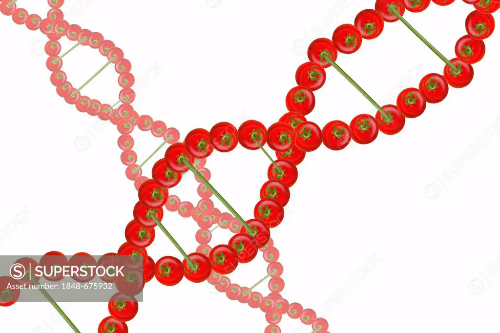DNA strands from tomatoes