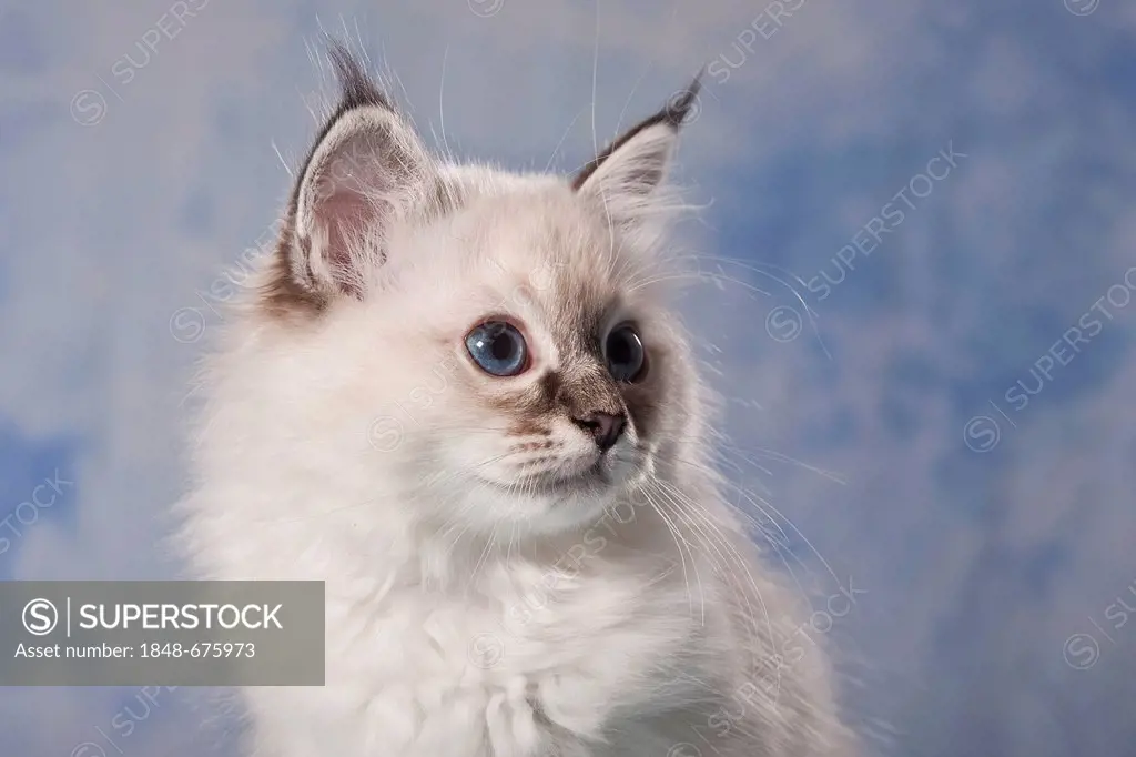 Kitten, Sacred Birman breed, portrait