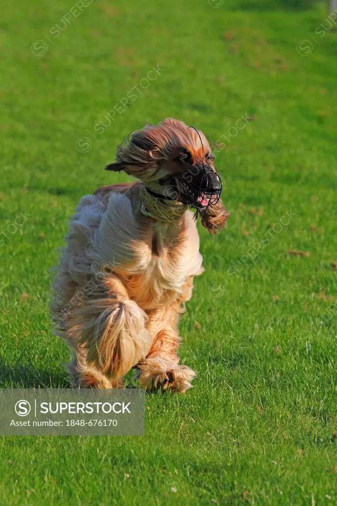 Afghan Hound dog (Canis lupus familiaris), male, running on a race course, sighthound breed