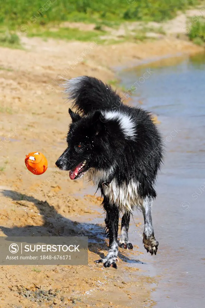 Male dog (Canis lupus familiaris), half breed, playing with a ball at the waterside