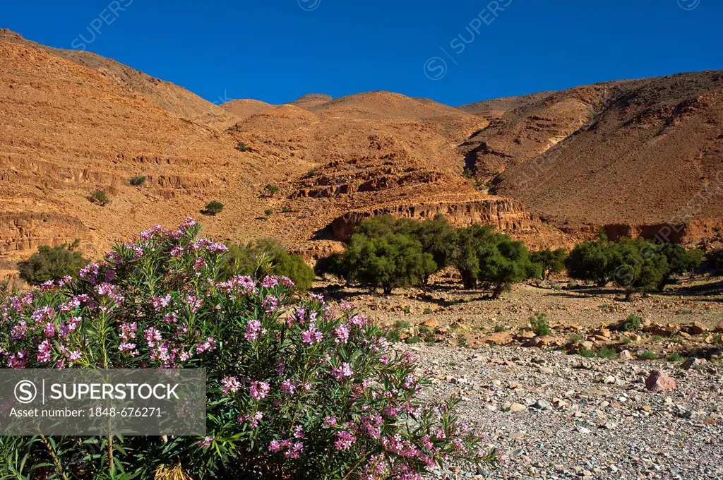 Blooming oleander (Nerium oleander) growing in a dry river bed, hillsides shaped by erosion at the back, Ait Mansour Valley, Anti-Atlas mountain range...