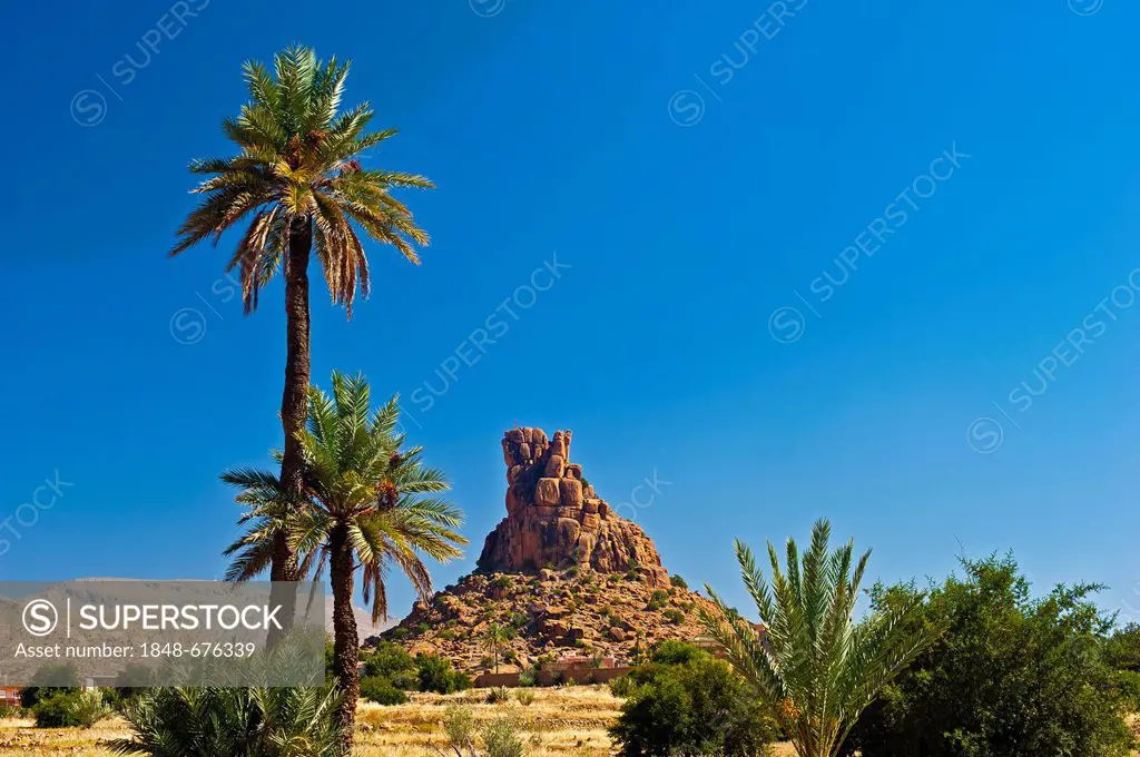 Date Palms (Phoenix) and the impressive rock formation, Chapeau Napoleon, Napoleon's Hat, near Aguard Oudad, Tafraoute, Anti-Atlas Mountains, southern...