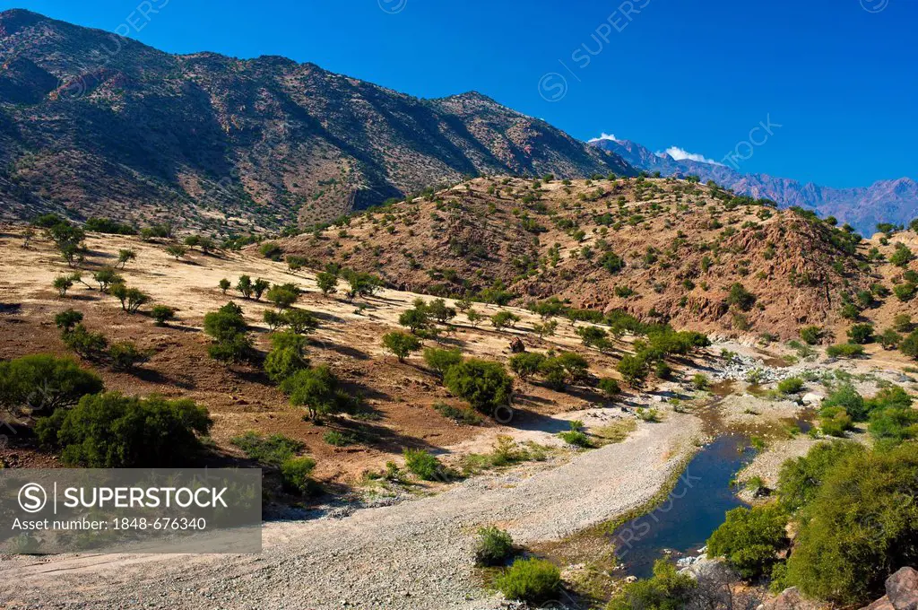 Typical mountain landscape with a river bed and Argan Trees (Argania spinosa), Anti-Atlas Mountains, Valley of the Ammeln, southern Morocco, Morocco, ...