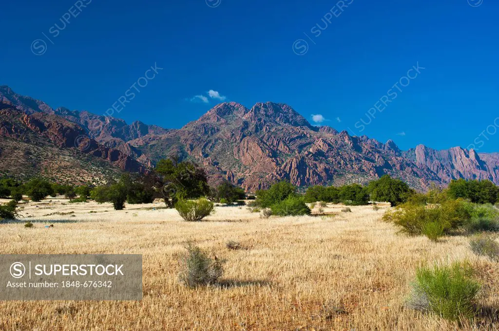 Typical mountain landscape with Argan Trees (Argania spinosa), Anti-Atlas Mountains, Valley of the Ammeln, southern Morocco, Morocco, Africa