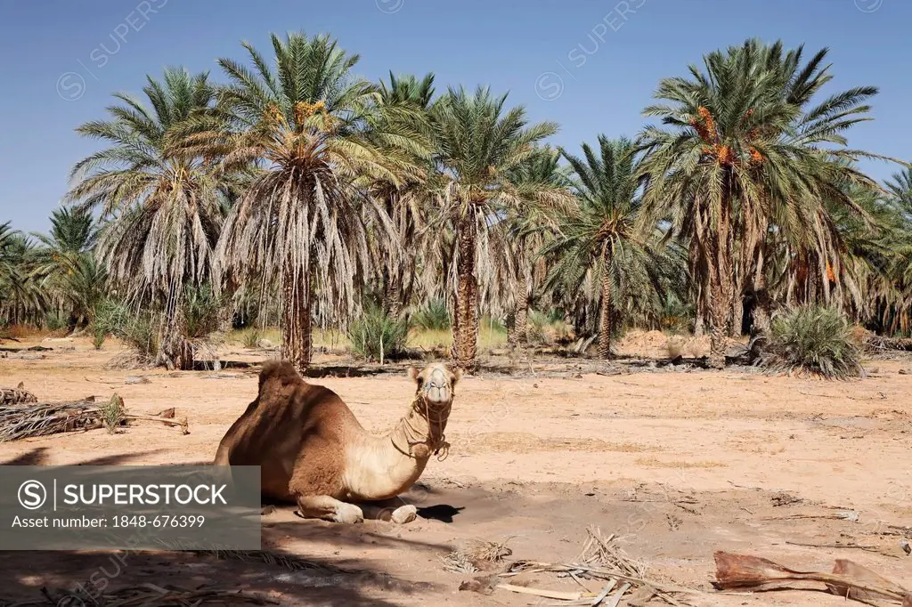 Dromedary (Camelus dromedarius) sitting underneath a date tree (Phoenix) in an oasis at Ksar Ghilane, Sahara, Tunisia, Maghreb region, North Africa, A...