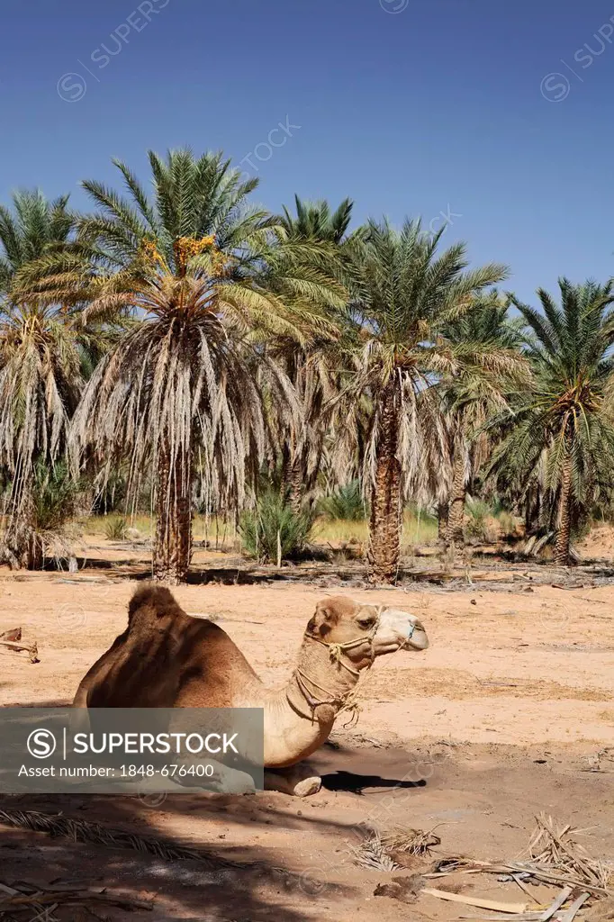 Dromedary (Camelus dromedarius) sitting underneath a date tree (Phoenix) in an oasis at Ksar Ghilane, Sahara, Tunisia, Maghreb region, North Africa, A...