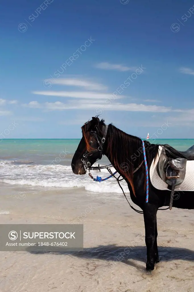 Saddled horse standing on Sidi Mahres beach, Djerba, Tunisia, Maghreb region, North Africa, Africa