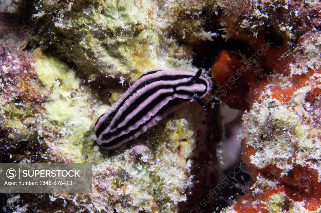 Black and white Nudibranch or Sea Slug (Nudibranchia), Noonu Atoll, Maldives, Indian Ocean