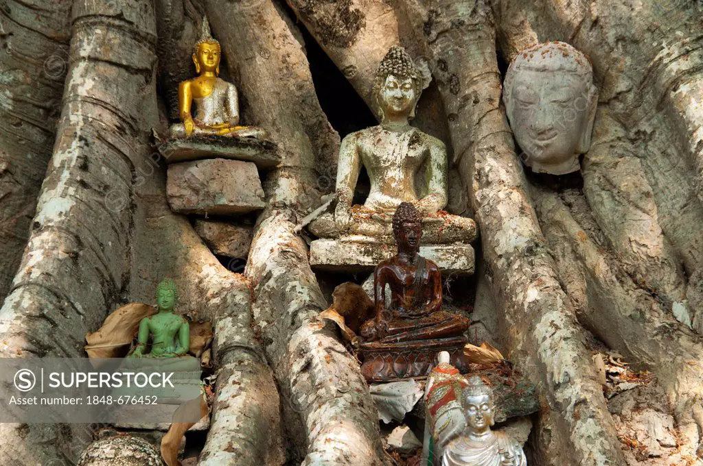 Tree with Buddha statues, Wat Sri Sawai temple, Sukhothai Historical Park, UNESCO World Heritage Site, Northern Thailand, Thailand, Asia