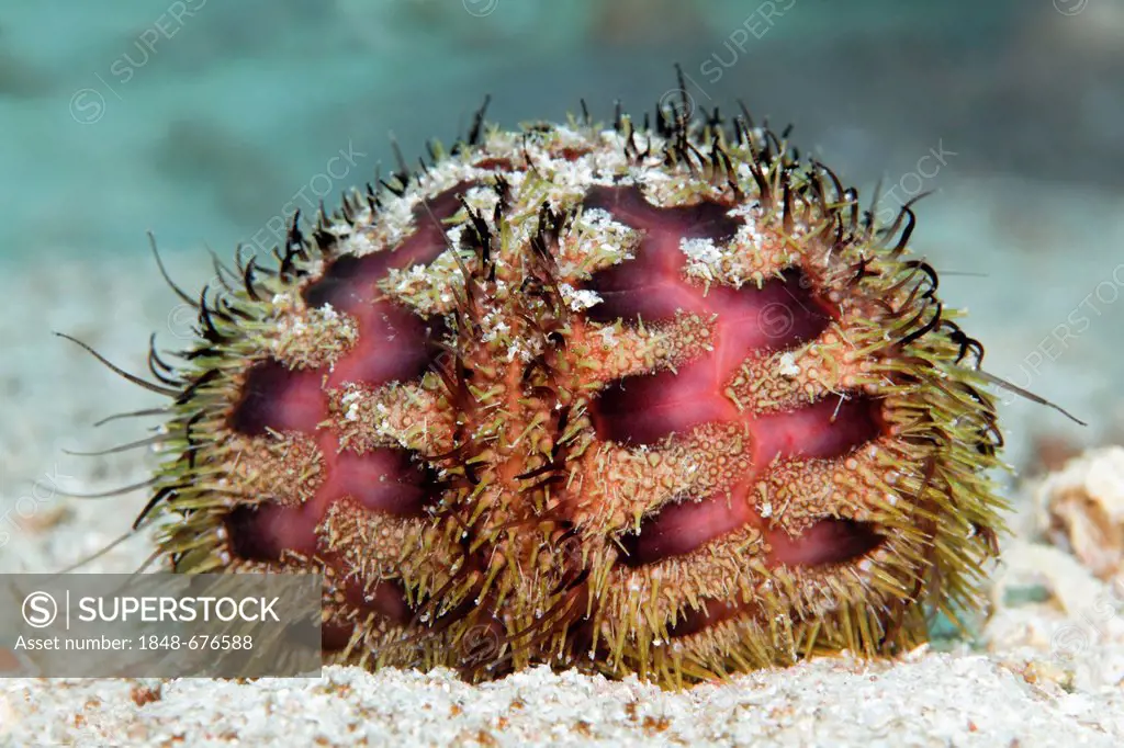 Sea Urchin (Microcyphus rousseau) on sand bottom, Makadi Bay, Hurghada, Egypt, Red Sea, Africa