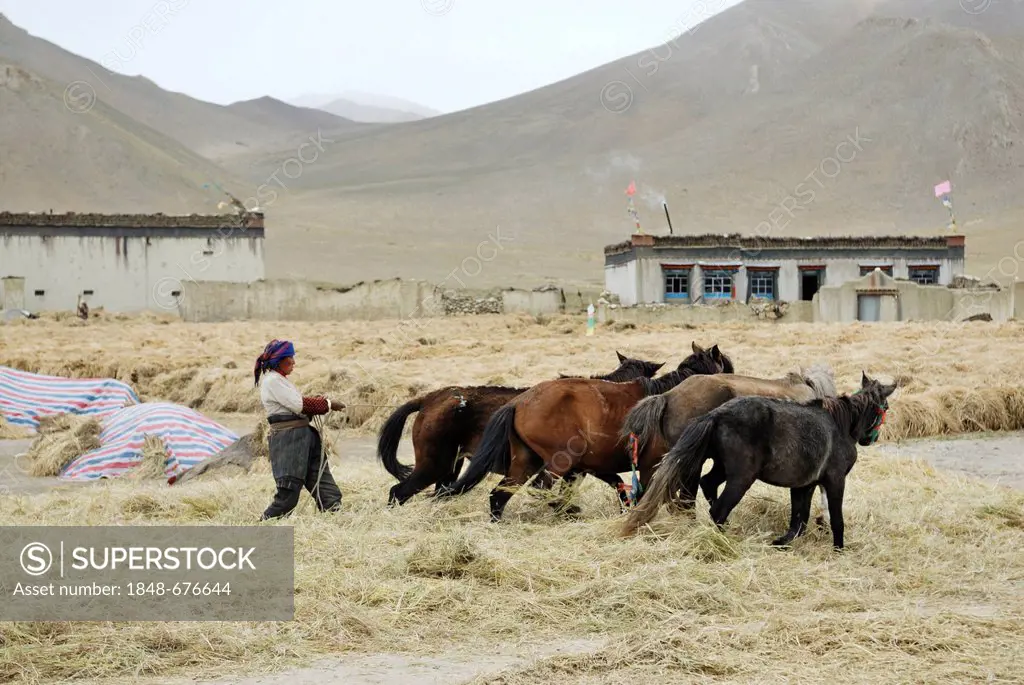 Tibetan farmer working the fields with horses near Tingri, Himalayan, Tibet, China, Asia