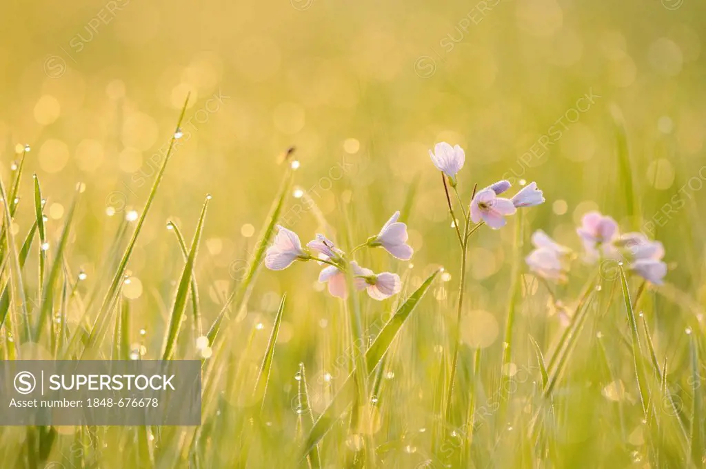 Cuckoo Flower or Lady's Smock (Cardamine pratensis) in morning light