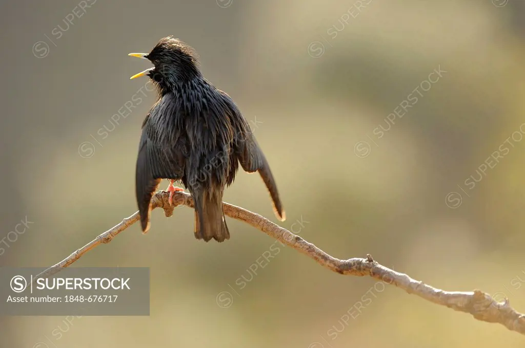 Spotless Starling (Sturnus unicolor), singing perched on a branch