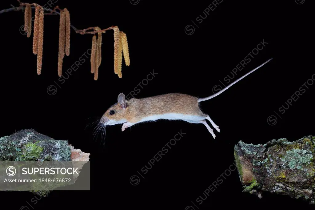 Yellow-necked Mouse (Apodemus flavicollis), jumping, Thuringia, Germany, Europe