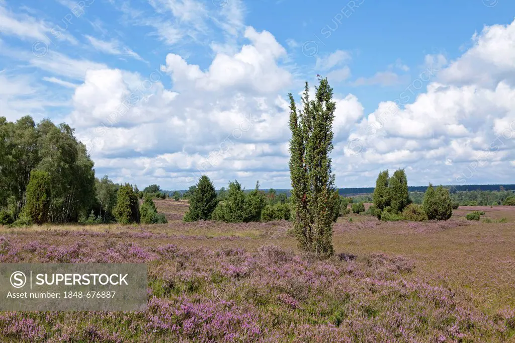 Flowering heather near Wilsede, Lueneburg Heath, Lower Saxony, Germany, Europe