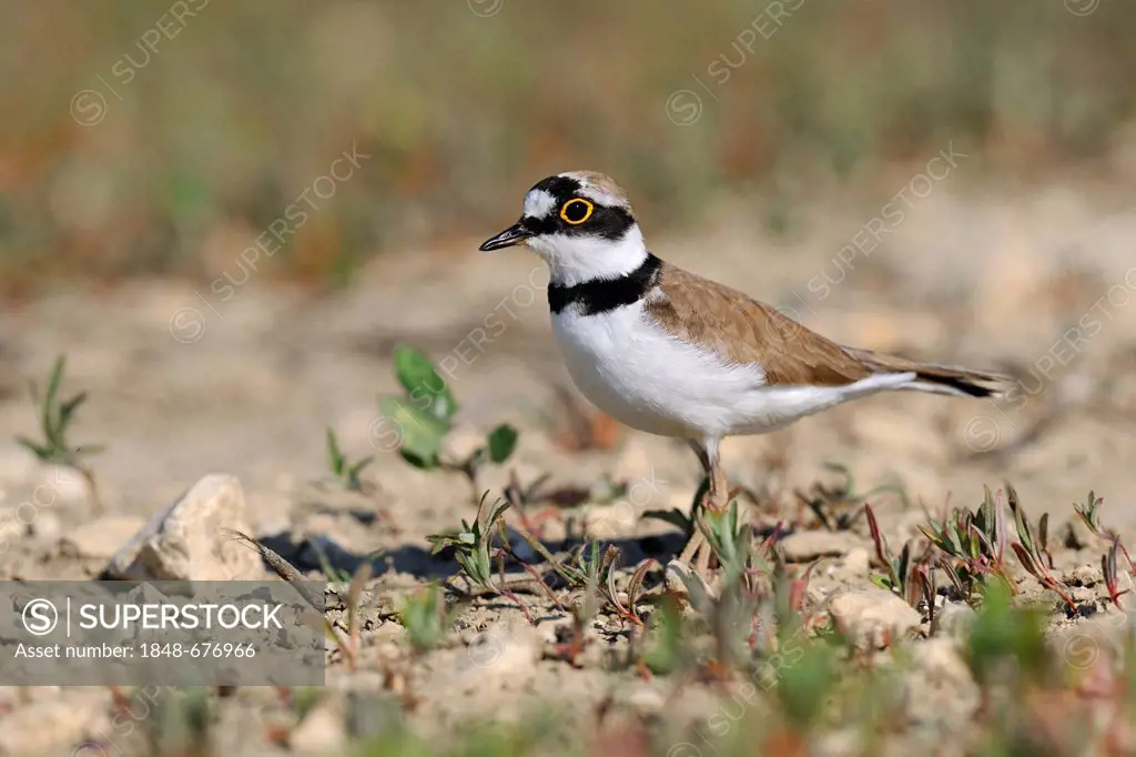 Little ringed plover (Charadrius dubius), Lechauen, wetlands of the Lech River, Swabia region, Bavaria, Germany, Europe