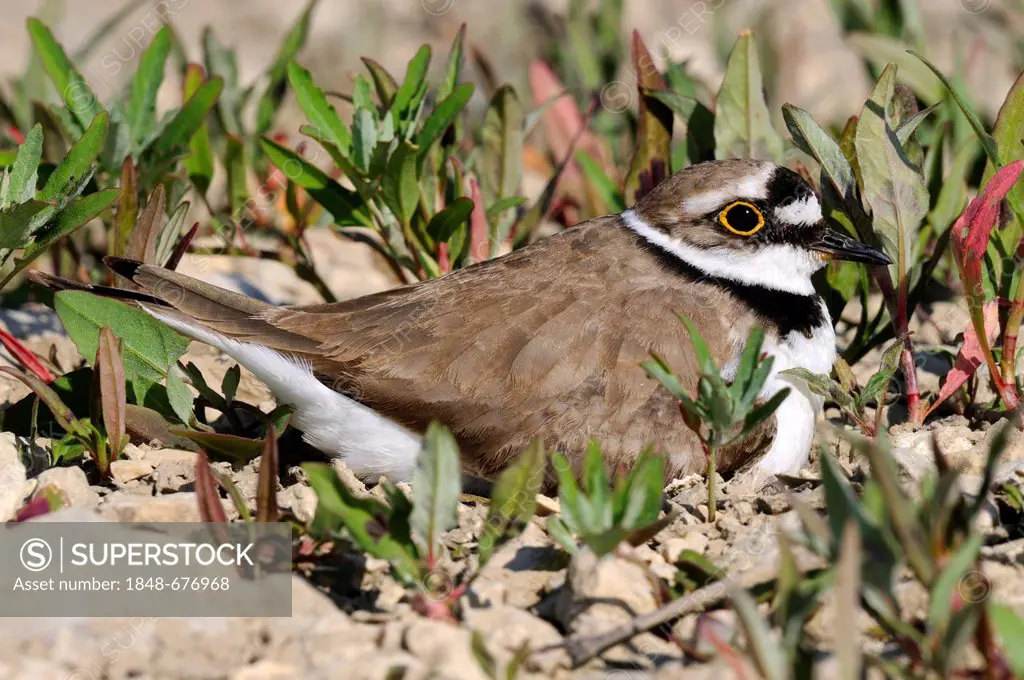Little ringed plover (Charadrius dubius), brooding, Lechauen, wetlands of the Lech River, Swabia region, Bavaria, Germany, Europe